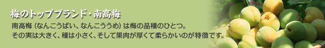 梅のトップブランド・南高梅　南高梅（なんこうばい、なんこううめ）は梅の品種のひとつ。その実は大きく、種は小さく、そして果肉が厚くて柔らかいのが特徴です。