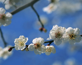 南高梅の産地　紀州南部の梅の花